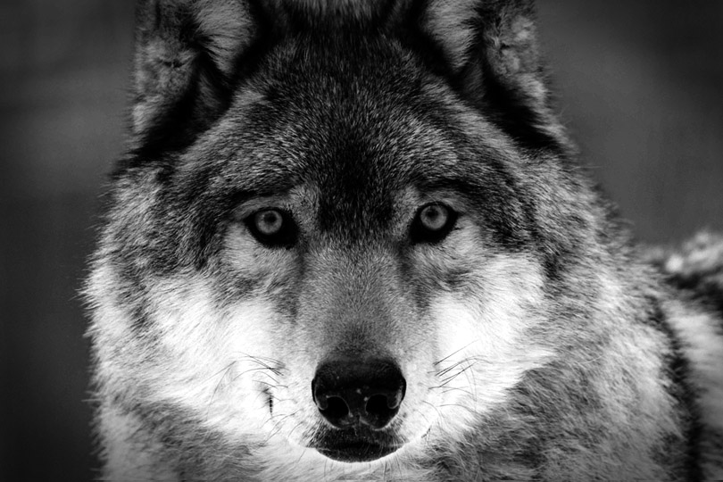 Un lobo domesticado mira con cara de incomprehensión